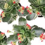 Kalanchoe Variegated  Flowering Plant