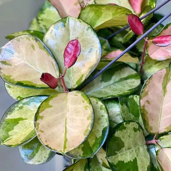 Hoya Australis Lisa - Image 12