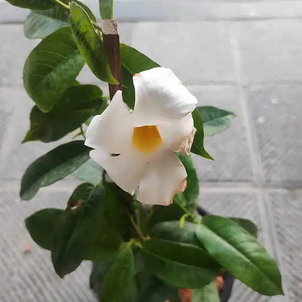 Mandevilla White flower - Image 4