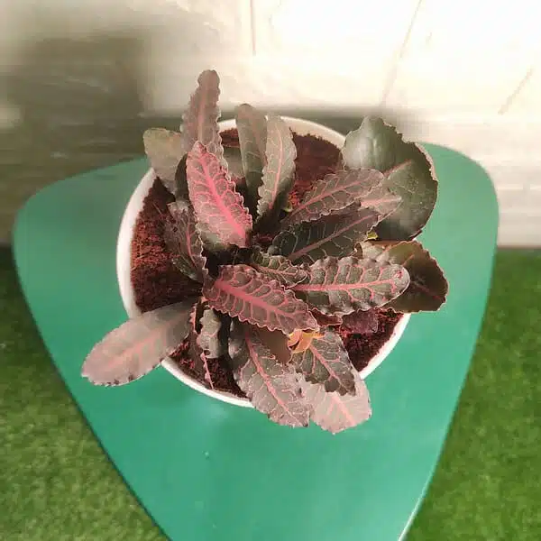 Euphorbia Francoisii - Image 2