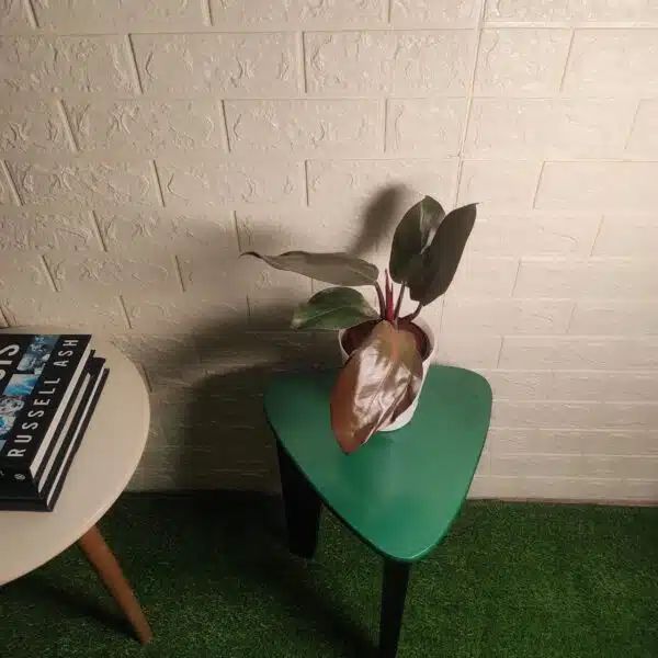 Philodendron Black Cardinal - Image 2