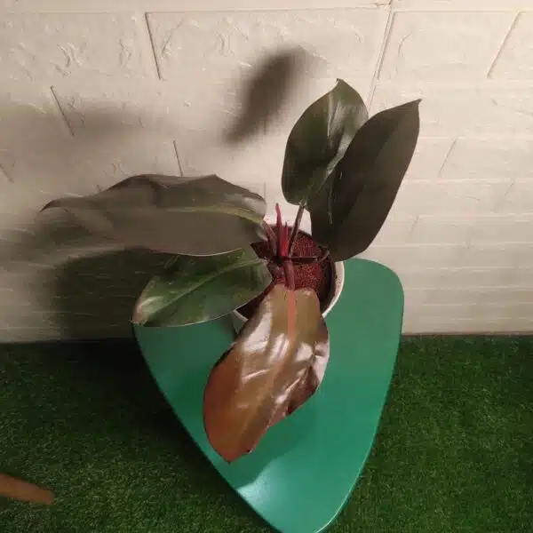 Philodendron Black Cardinal - Image 4