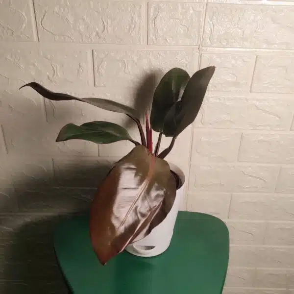 Philodendron Black Cardinal - Image 3