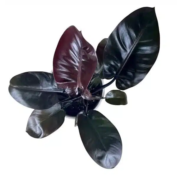 Philodendron Black Cardinal - Image 6