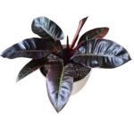 Philodendron Black Cardinal