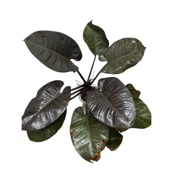 Philodendron Black Cardinal - Image 5