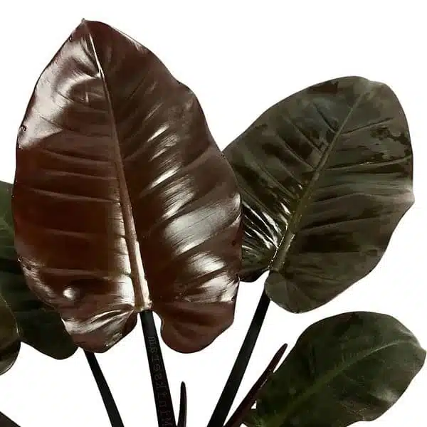 Philodendron Black Cardinal - Image 7