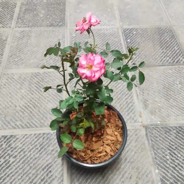 'Betty Boop' Floribunda Rose Grafted - Image 6