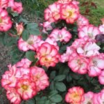 'Betty Boop' Floribunda Rose Grafted