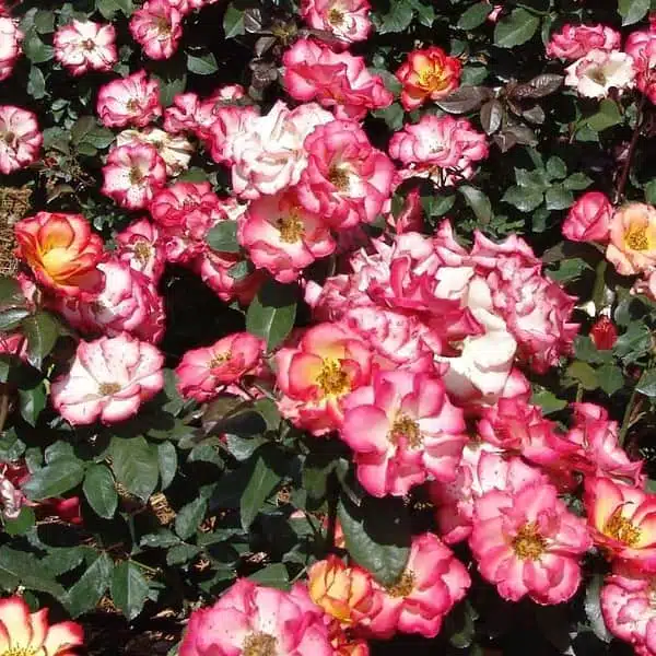 'Betty Boop' Floribunda Rose Grafted - Image 9