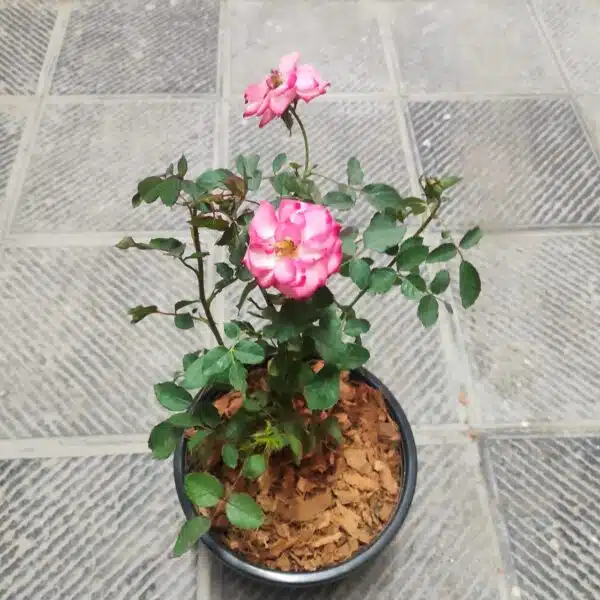 'Betty Boop' Floribunda Rose Grafted - Image 5