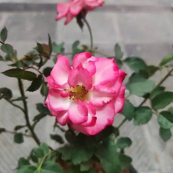 'Betty Boop' Floribunda Rose Grafted - Image 3