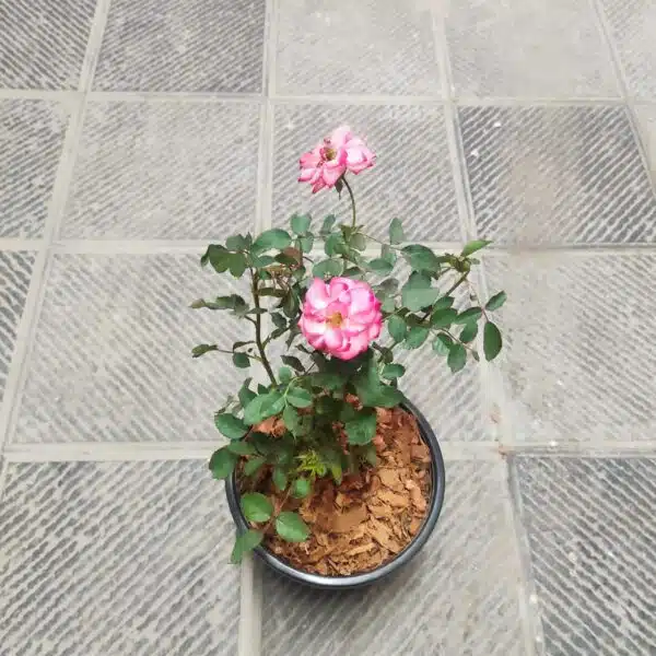 'Betty Boop' Floribunda Rose Grafted - Image 7