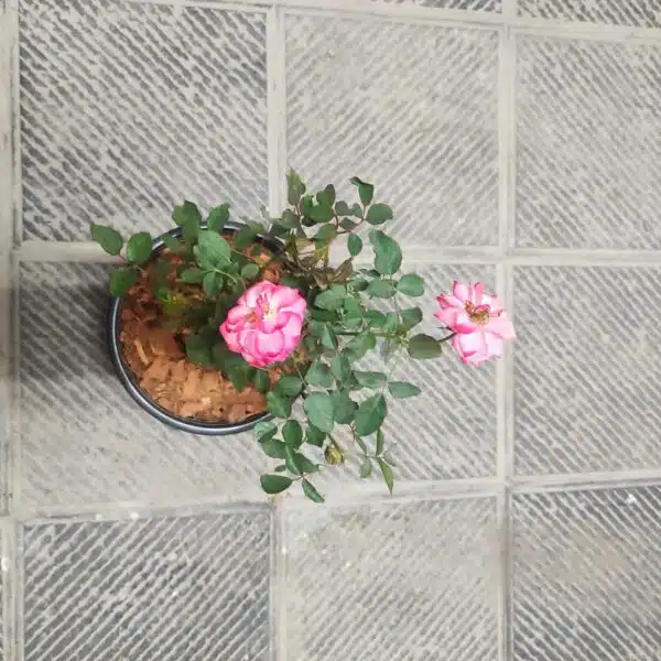 'Betty Boop' Floribunda Rose Grafted - Image 8