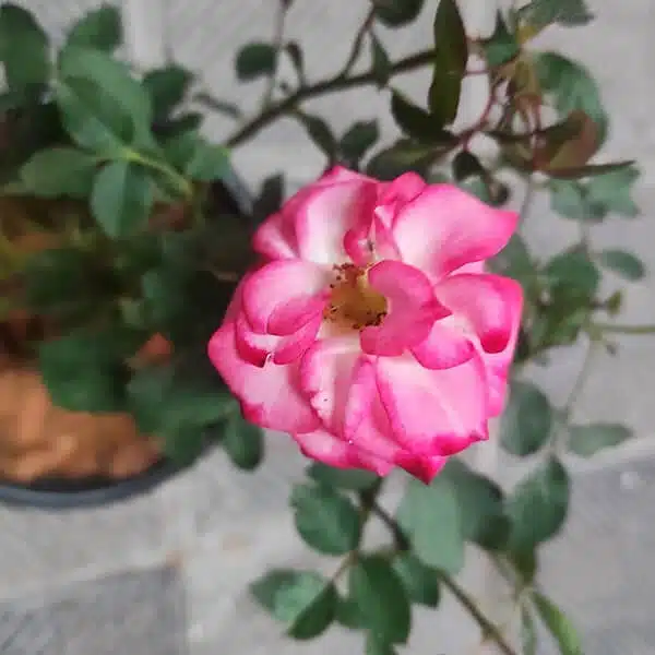 'Betty Boop' Floribunda Rose Grafted - Image 4