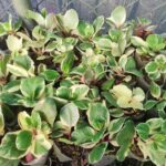 Kalanchoe Variegated  Flowering Plant