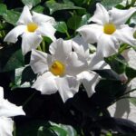 Mandevilla White flower