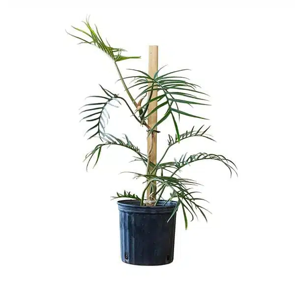 Philodendron Tortum - Image 4