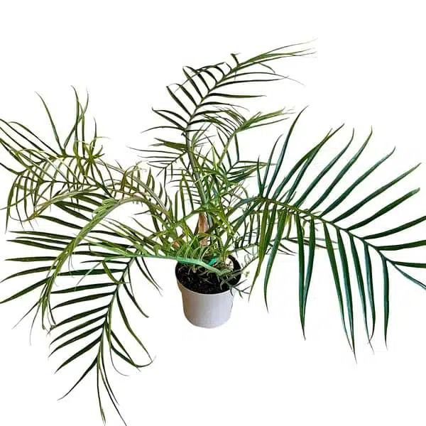 Philodendron Tortum - Image 5