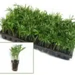 Chamaedorea Elegans Palm (Neanthe Bella or Parlour Palm) Seedling