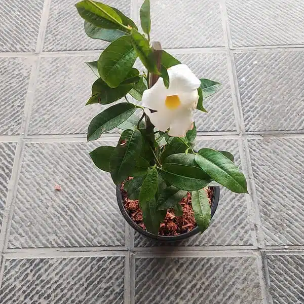 Mandevilla White flower - Image 2