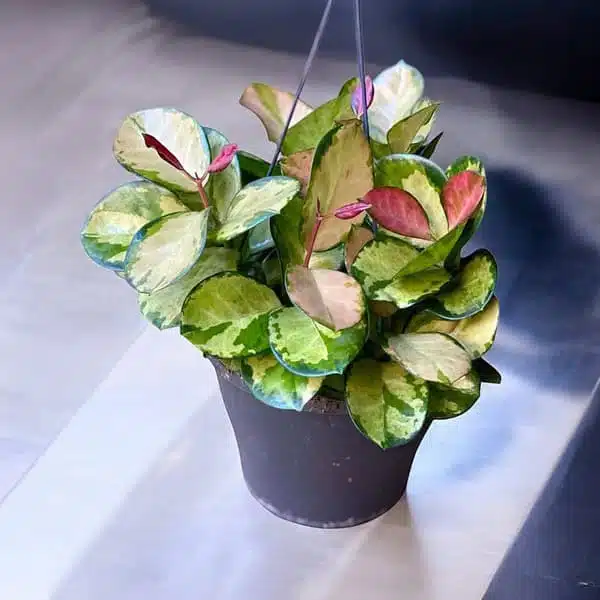 Hoya Australis Lisa - Image 13