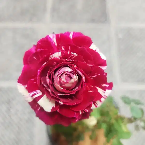 Julio Iglesias Rose Grafted - Image 2