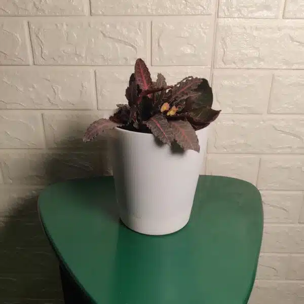 Euphorbia Francoisii - Image 4