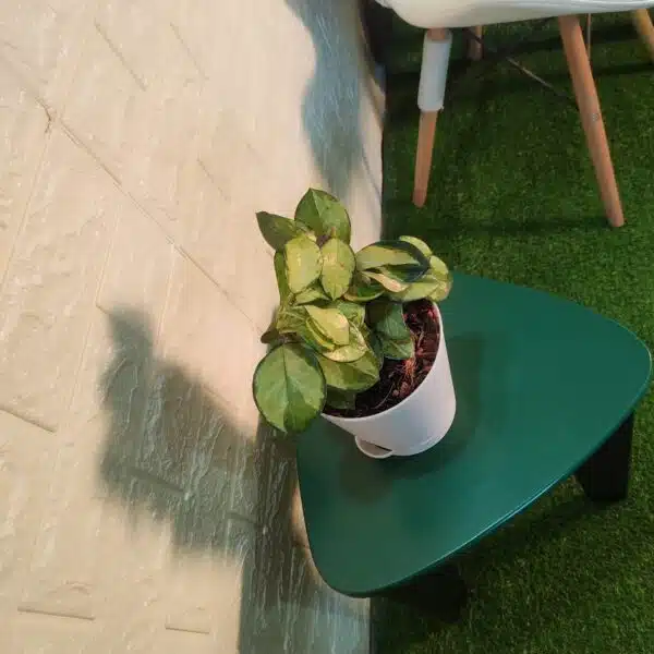 Hoya Australis Lisa - Image 7