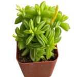 Peperomia Dolabriformis