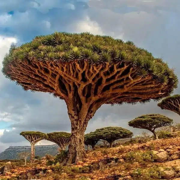 Dracaena Draco (Dragon Tree or Drago) - Image 15