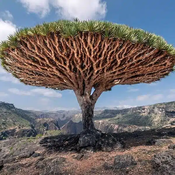 Dracaena Draco (Dragon Tree or Drago) - Image 12