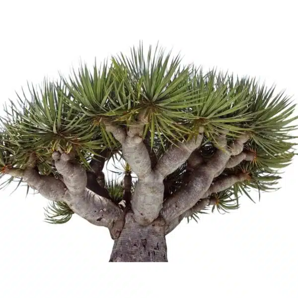 Dracaena Draco (Dragon Tree or Drago) - Image 14