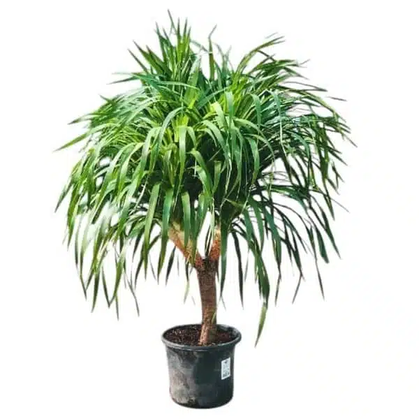 Dracaena Draco (Dragon Tree or Drago)