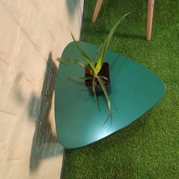 Dracaena Draco (Dragon Tree or Drago) - Image 3