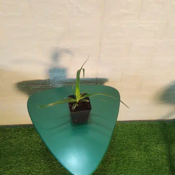 Dracaena Draco (Dragon Tree or Drago) - Image 4