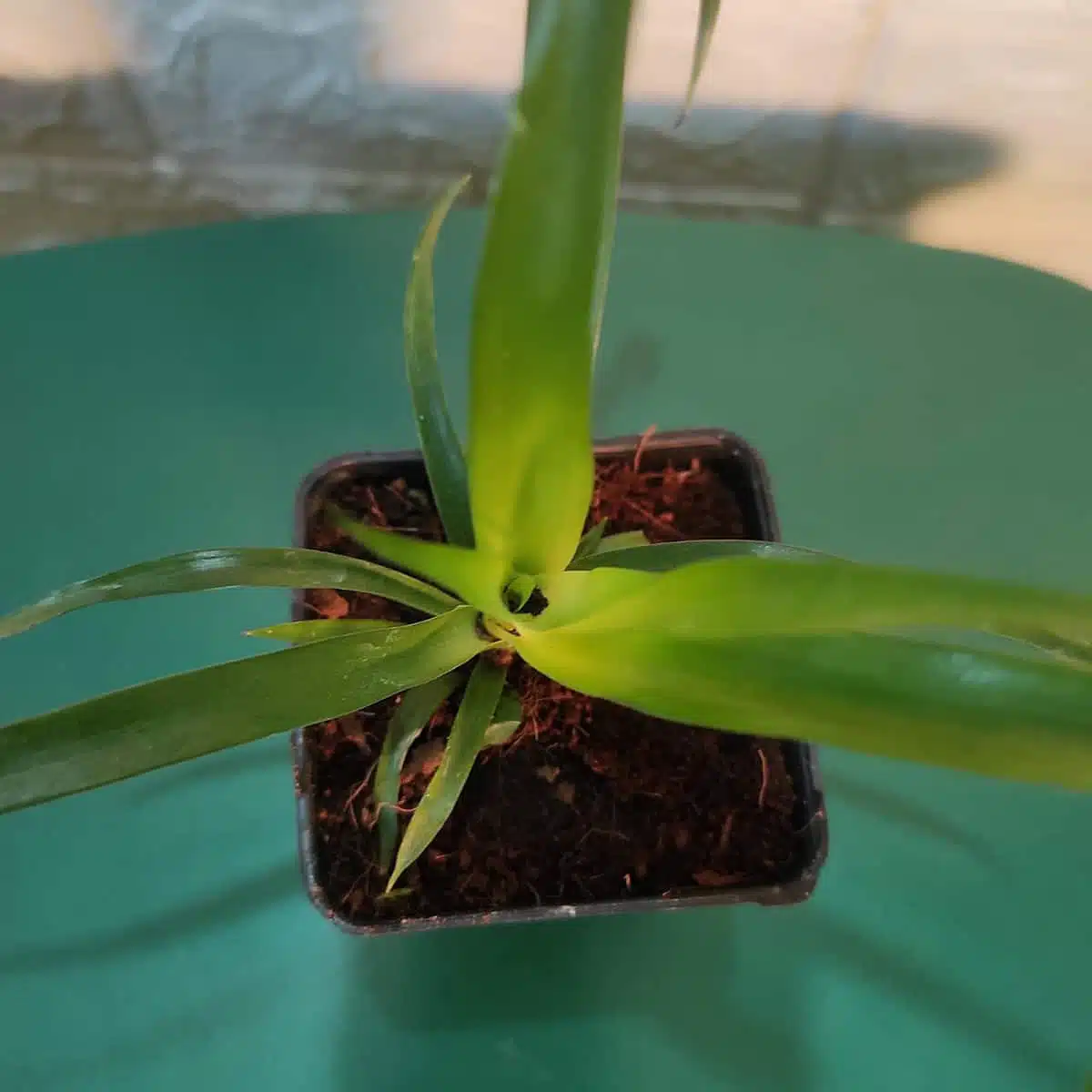 Dracaena Draco (Dragon Tree or Drago) - Image 5