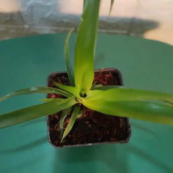 Dracaena Draco (Dragon Tree or Drago) - Image 5