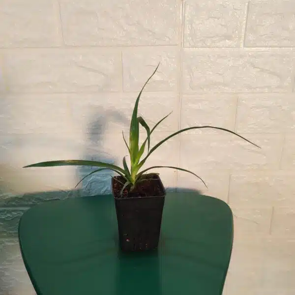 Dracaena Draco (Dragon Tree or Drago) - Image 6