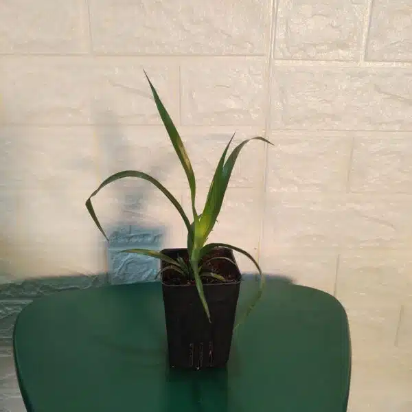 Dracaena Draco (Dragon Tree or Drago) - Image 7