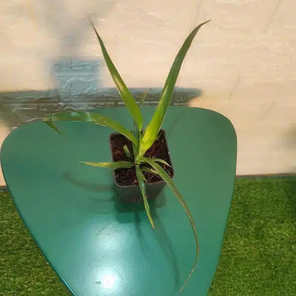 Dracaena Draco (Dragon Tree or Drago) - Image 8