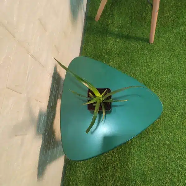 Dracaena Draco (Dragon Tree or Drago) - Image 9