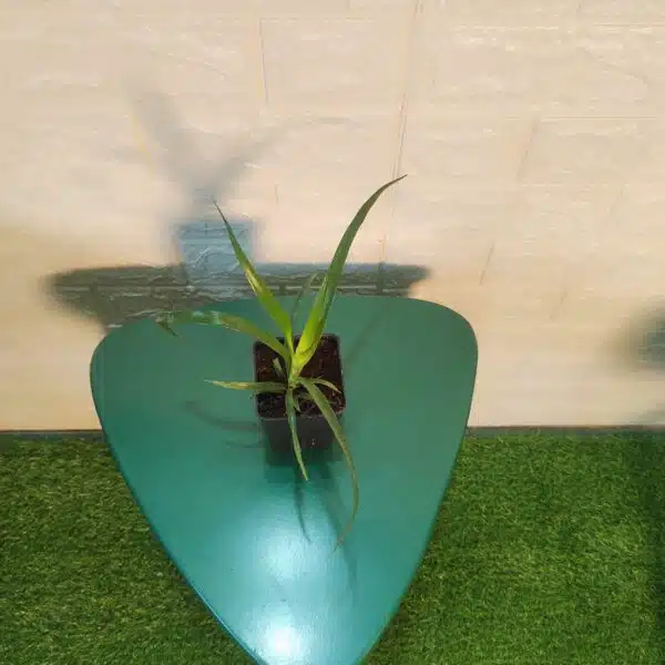 Dracaena Draco (Dragon Tree or Drago) - Image 10