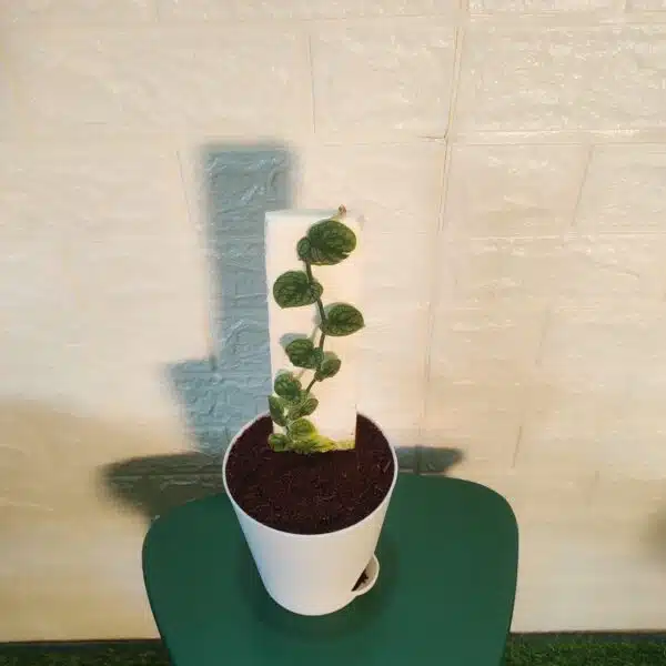 Monstera Dubia - Image 2