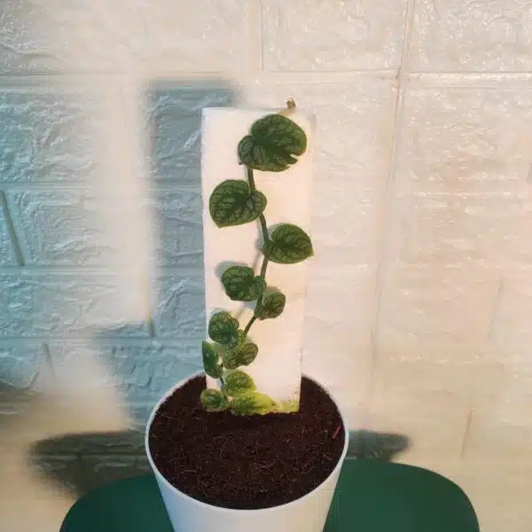 Monstera Dubia - Image 3