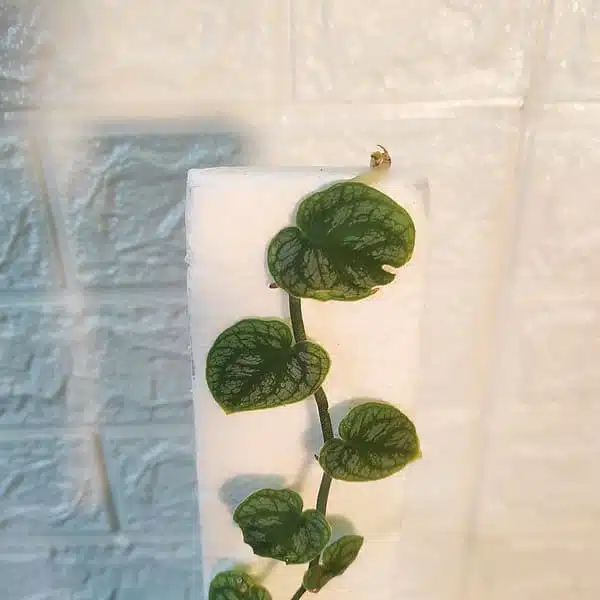 Monstera Dubia - Image 4