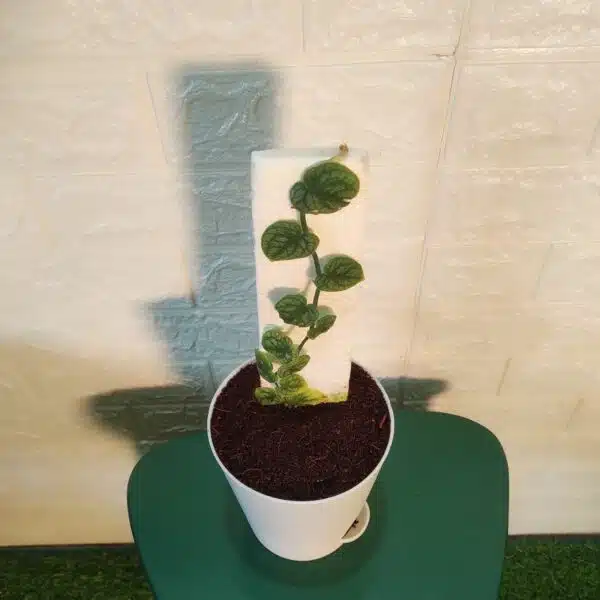 Monstera Dubia - Image 5