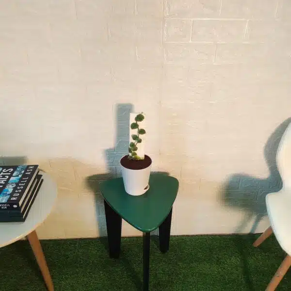 Monstera Dubia - Image 6