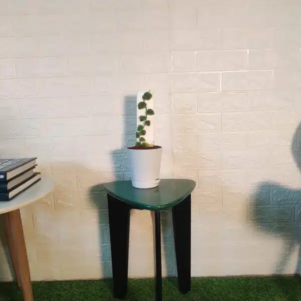 Monstera Dubia - Image 7