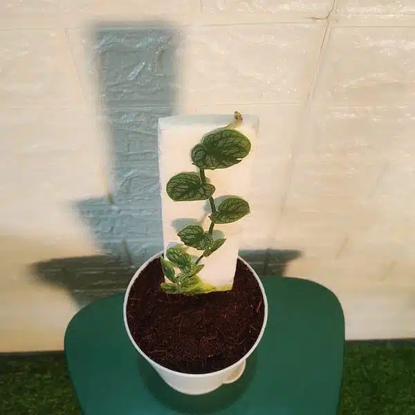 Monstera Dubia - Image 8